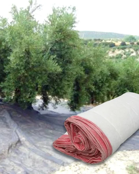 Zeytin Sergiliği · 4x6 m