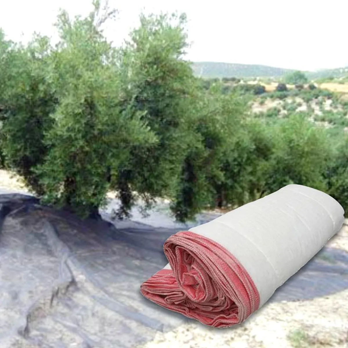 Zeytin Sergiliği · 6x12 m