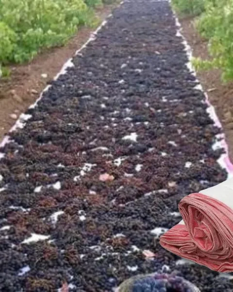 Üzüm Sergiliği (2x100)